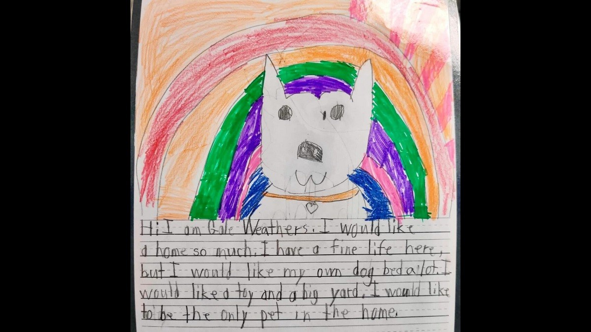 Second-graders help shelter dogs get adopted