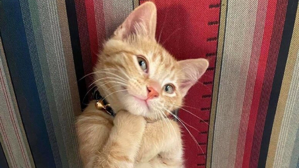 cats can easily bewitch us with their cuteness