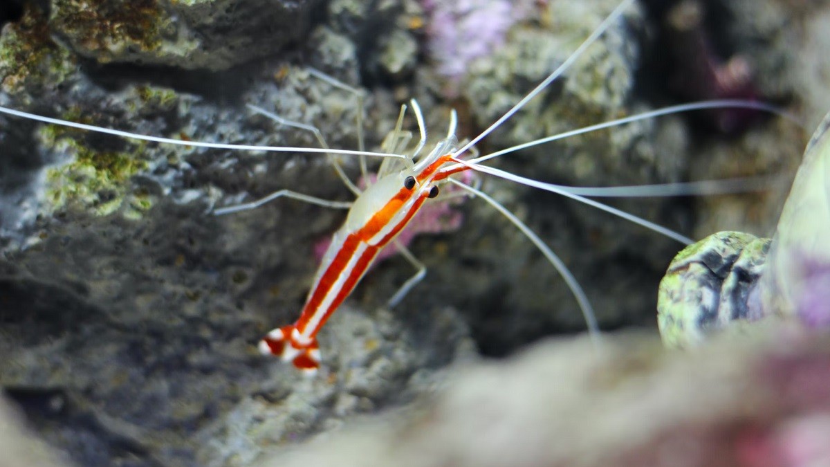 cleaner shrimp