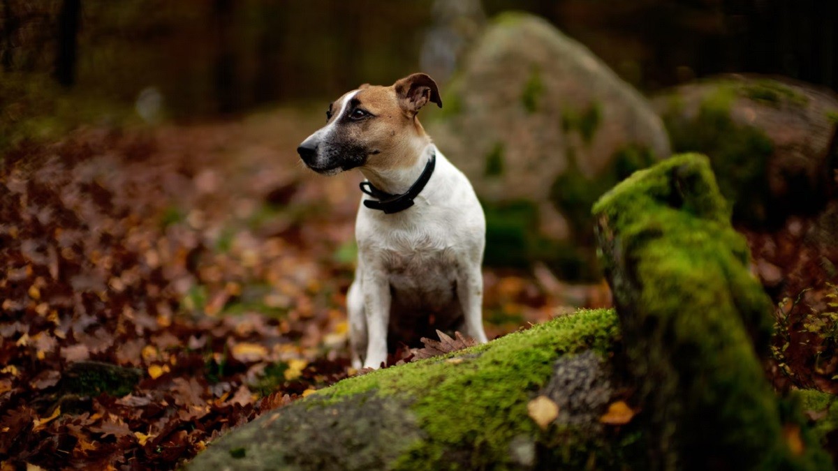 dog escapes daycare to run back home