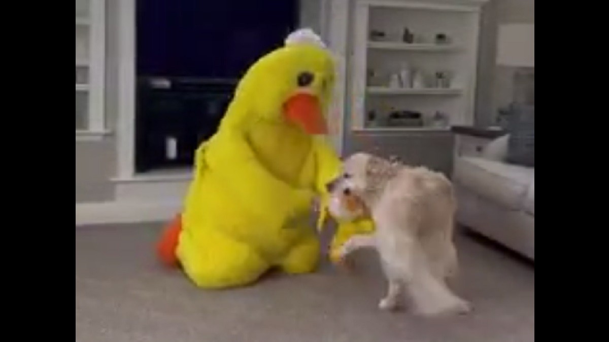 duck-loving dog