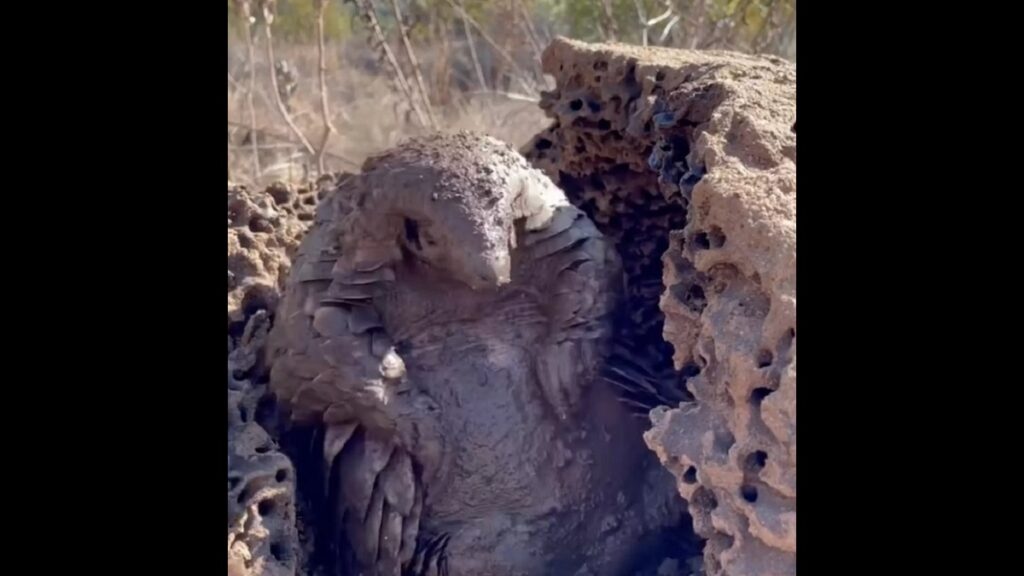 pangolin mud bath