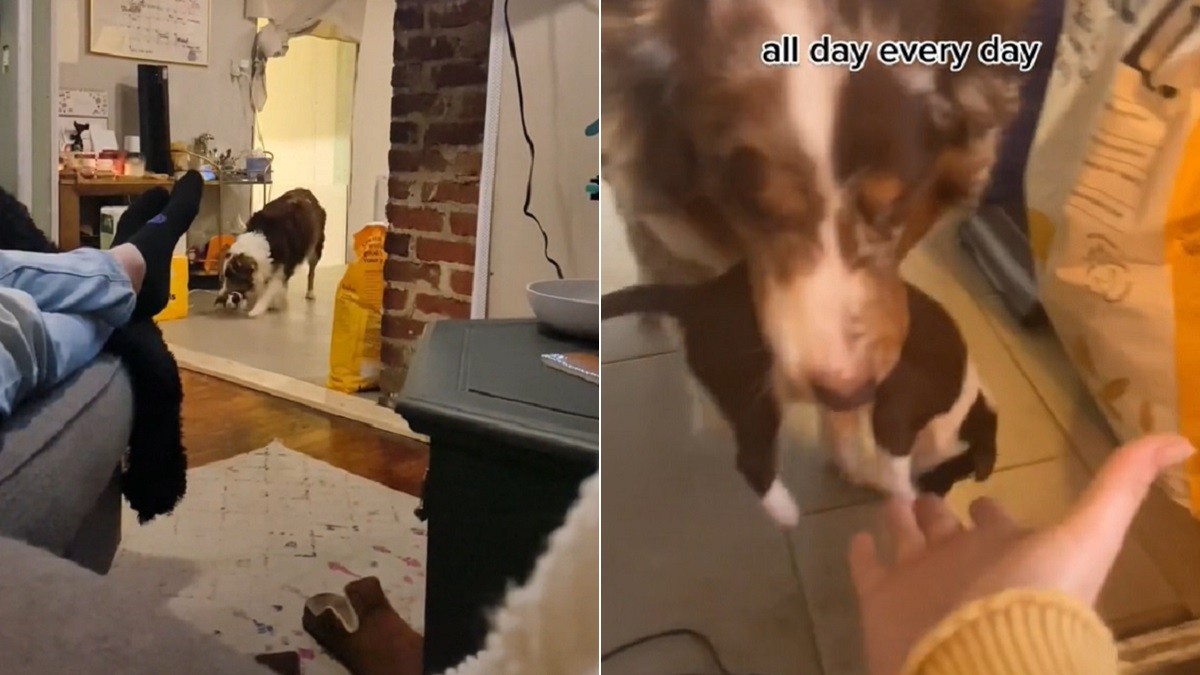 tired mama dog drops off her puppies to owner
