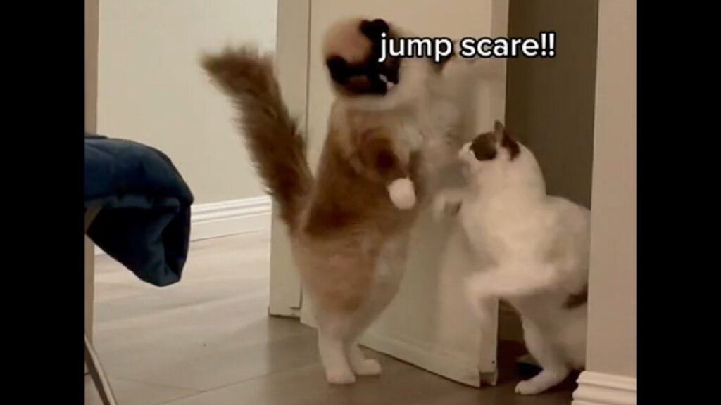 Cat siblings love hiding behind doors to scare each other