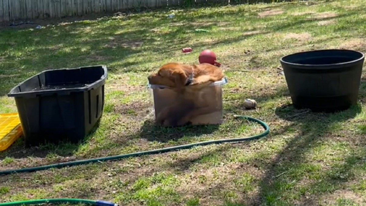Lab's favorite tub is too small for him but he loves it anyway
