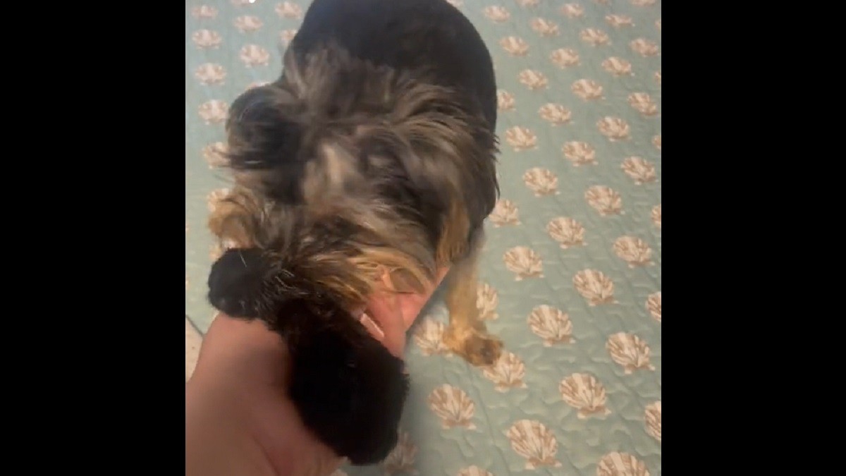 Mama Yorkie cares for kitten as part of her litter