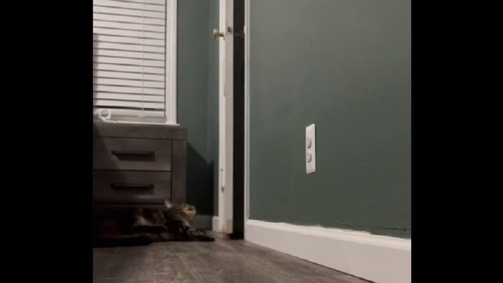 Mischievous cat keeps trapping dog brother in closet