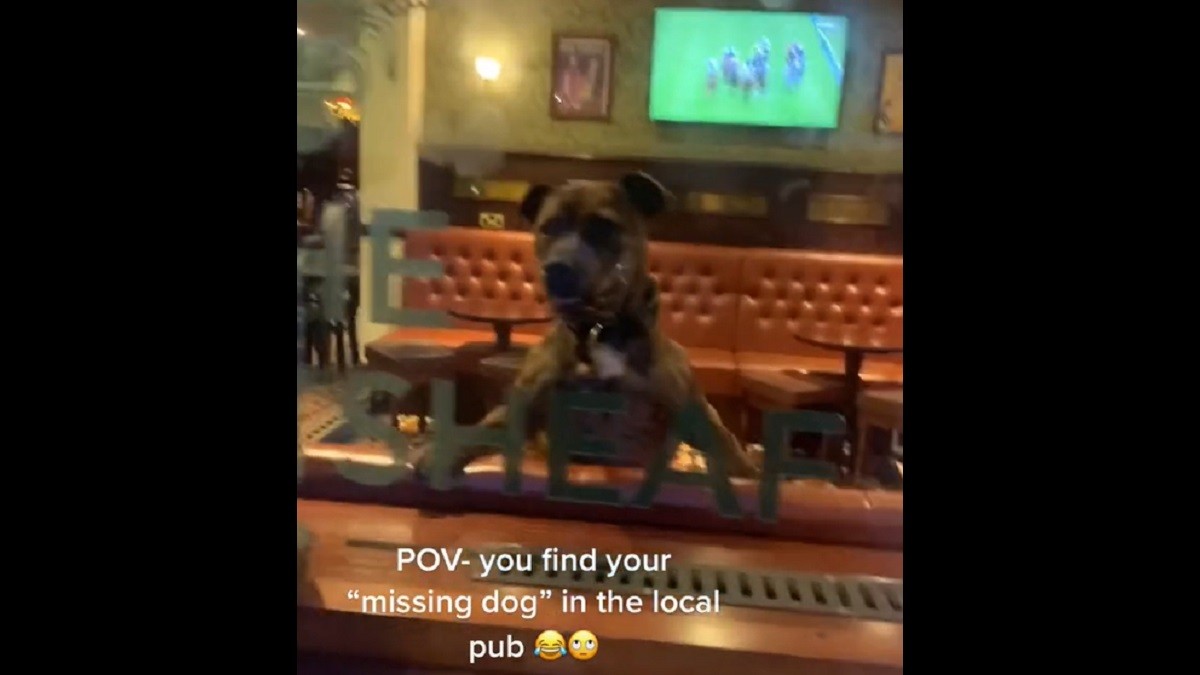 'Missing' dog turns up at the local bar
