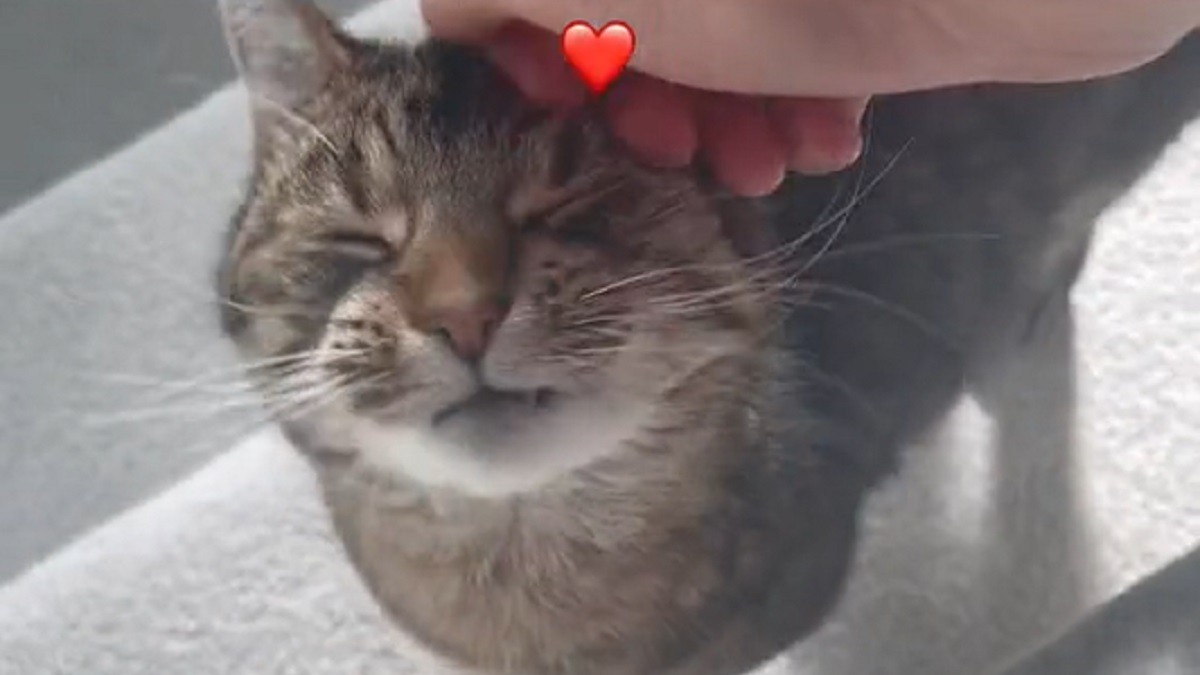 Sweet cat patiently waits to greet her parents good morning
