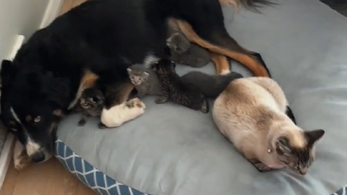 Tired mama cat brings kittens to dog for babysitting