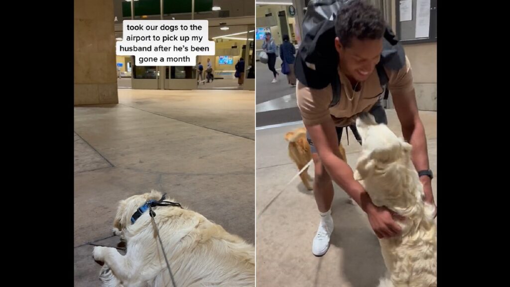 dog's reaction to seeing dad in airport after a month away