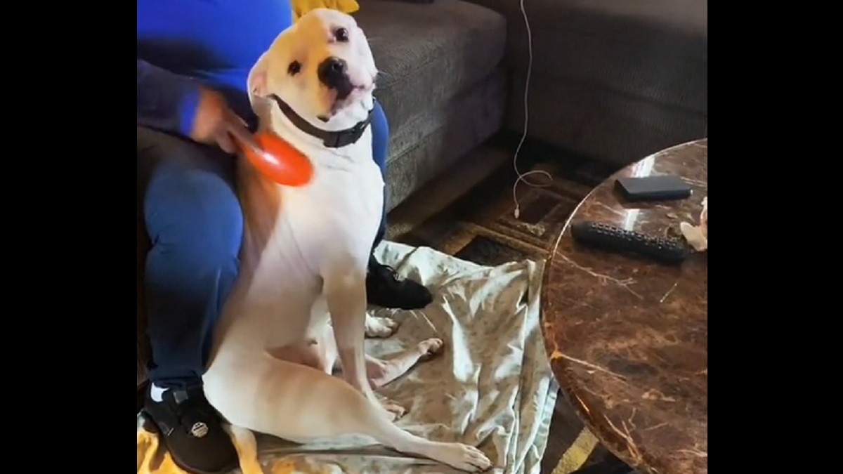 pup loves brush time with grandma