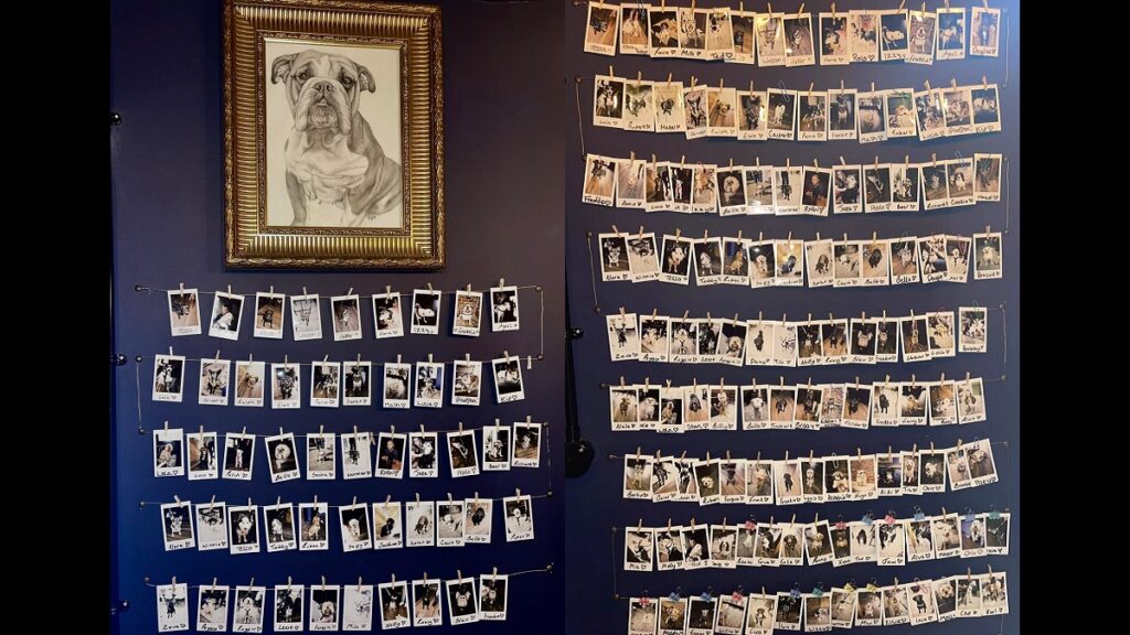 Bar has dedicated 'dog wall' showcasing every lovely visitor