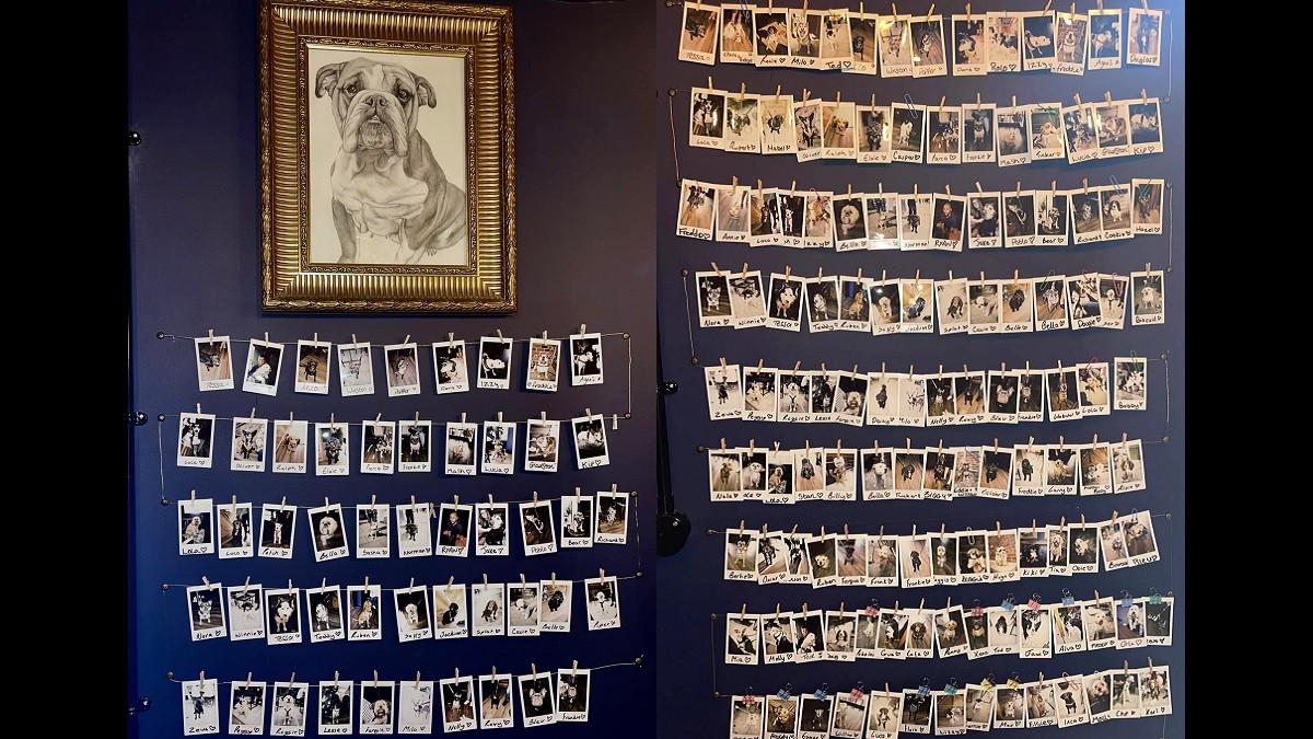 Bar has dedicated 'dog wall' showcasing every lovely visitor