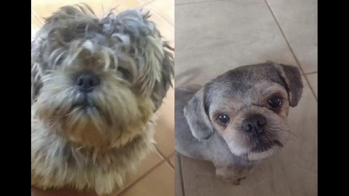 Confused cat doesn't recognize newly groomed dog sibling