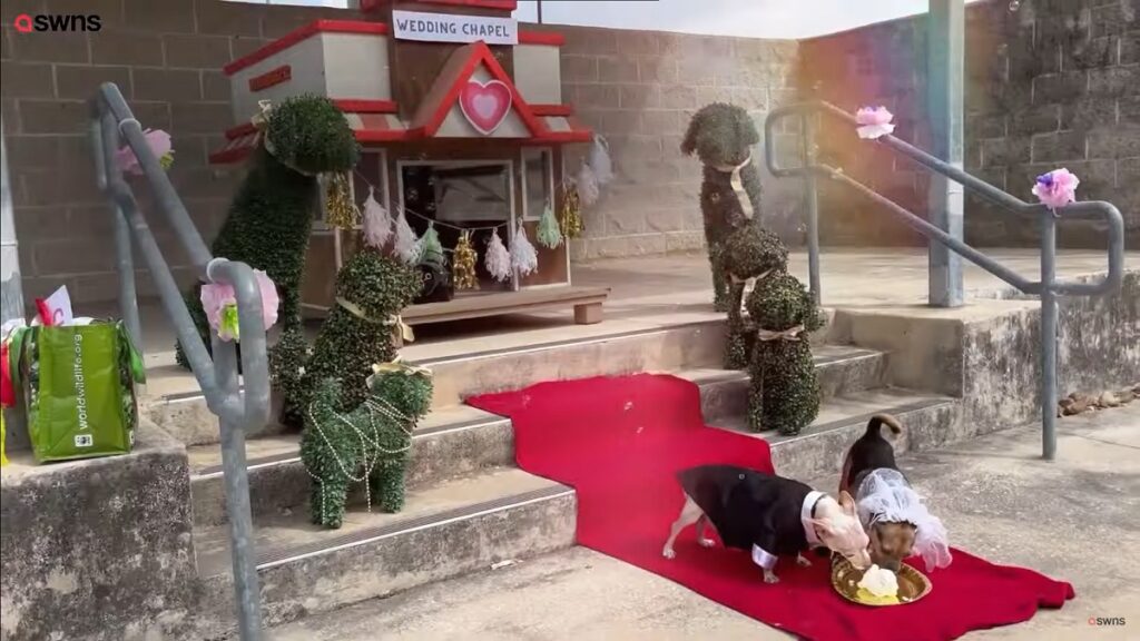 Inseparable chihuahua couple got married in special ceremony