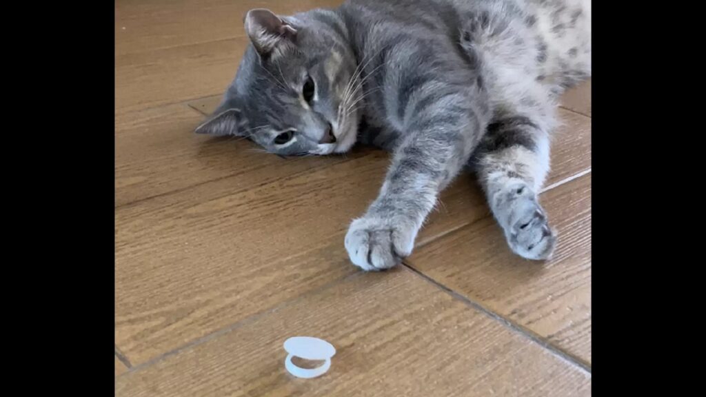 cat loves freshness seals