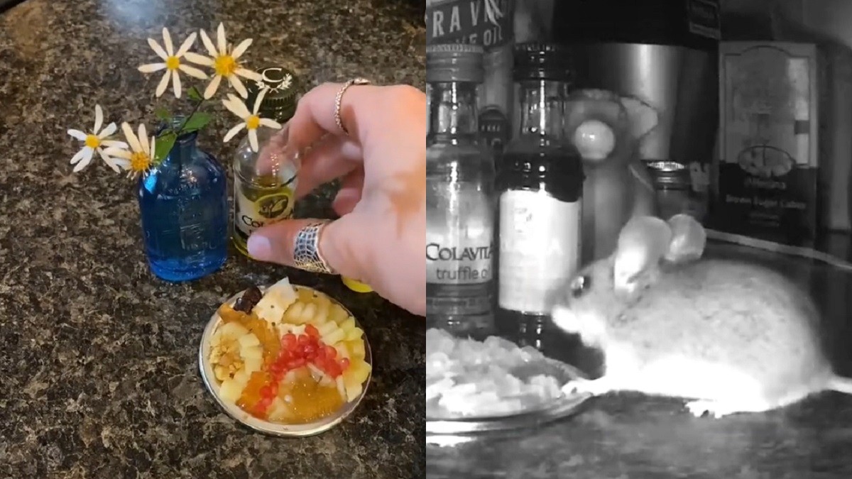 Kindhearted woman makes tiny meals for mouse who raided her pantry