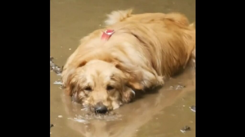 golden soaks in the mud