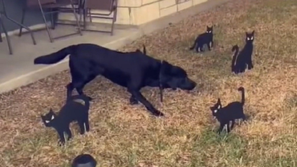 dog freezes amid halloween decor