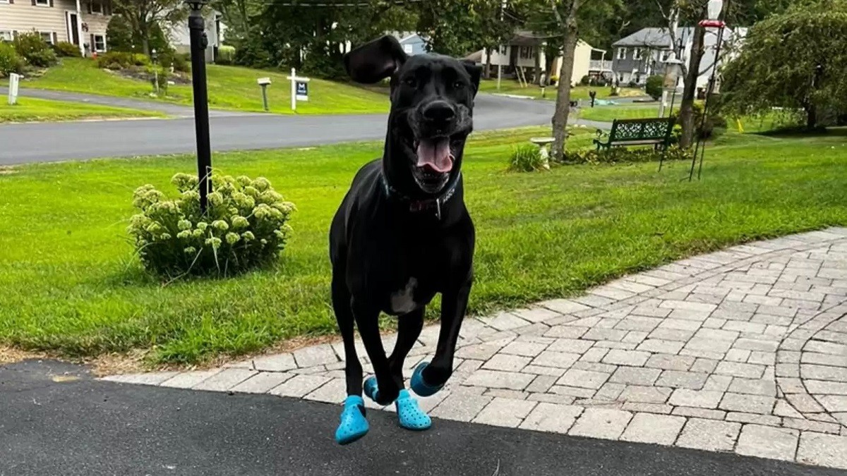 dog loves Crocs