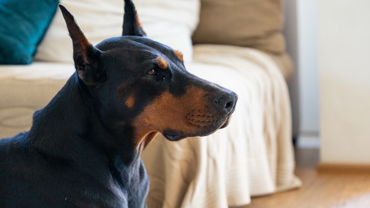 Doberman