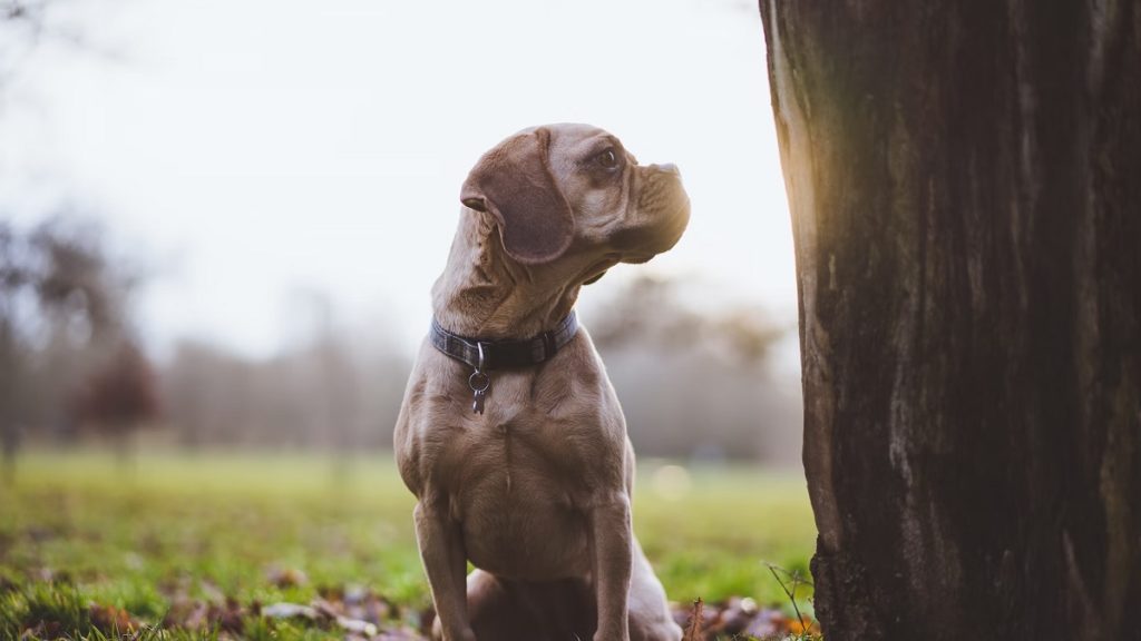 Late Dog's Ghost Visits Mom