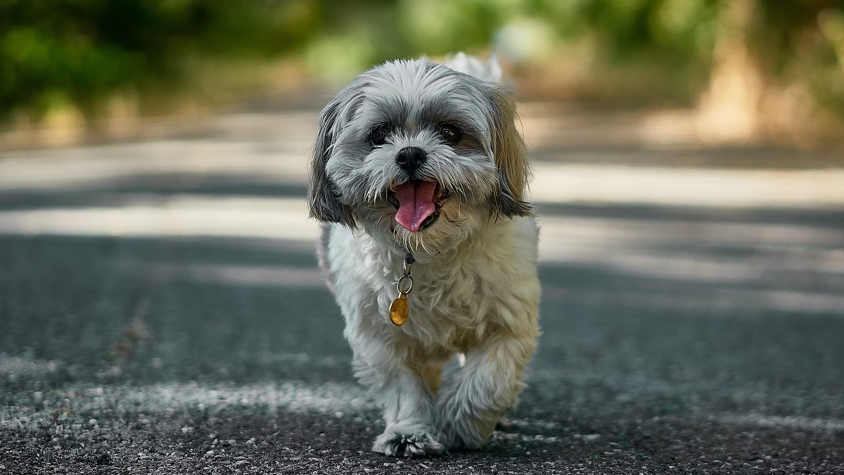 Shih Tzu