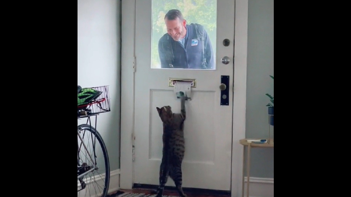 mailman cat friends