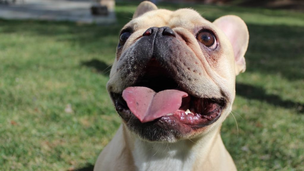 French bulldog