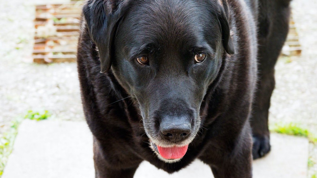 Gentle Dog Rushes To Stop Strangers From Fighting