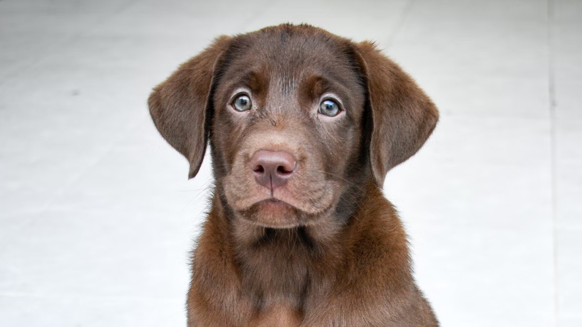 chocolate lab puppy