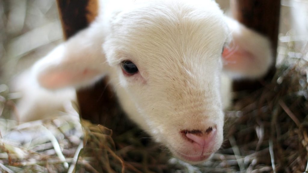 lamb