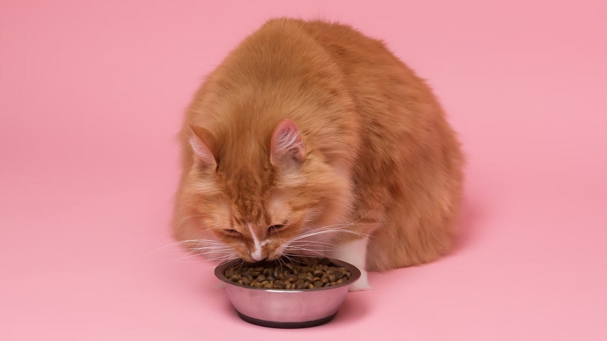 cat eating