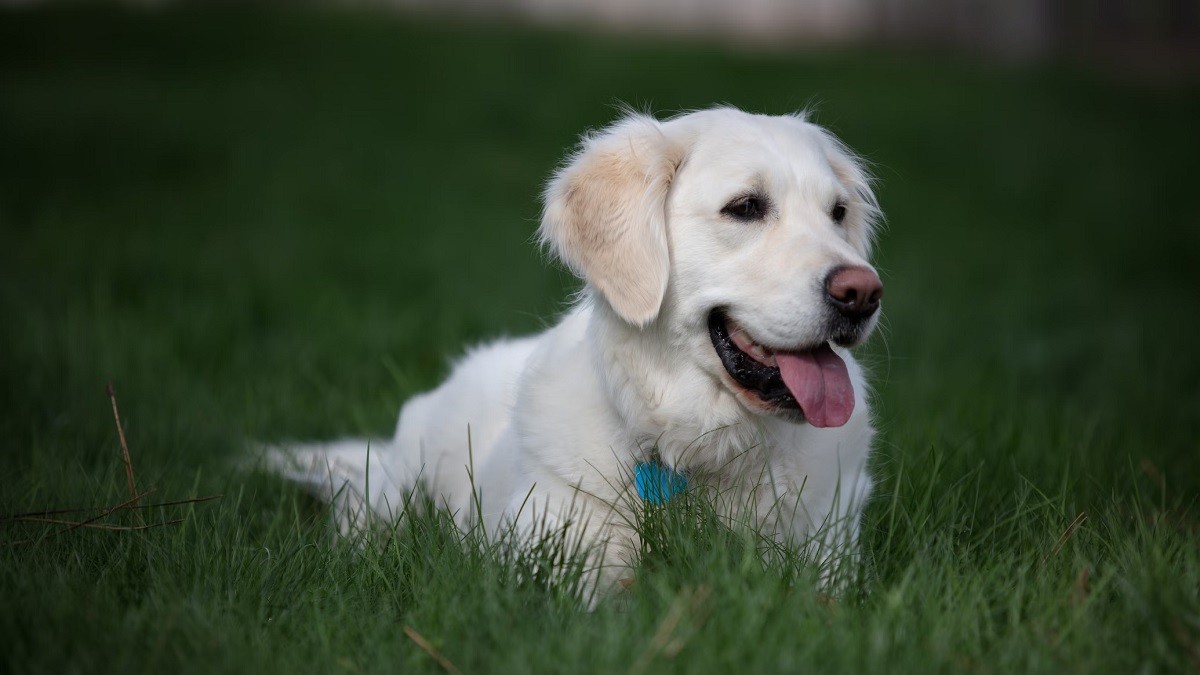 golden retriever