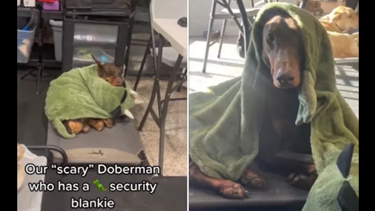 security blankie