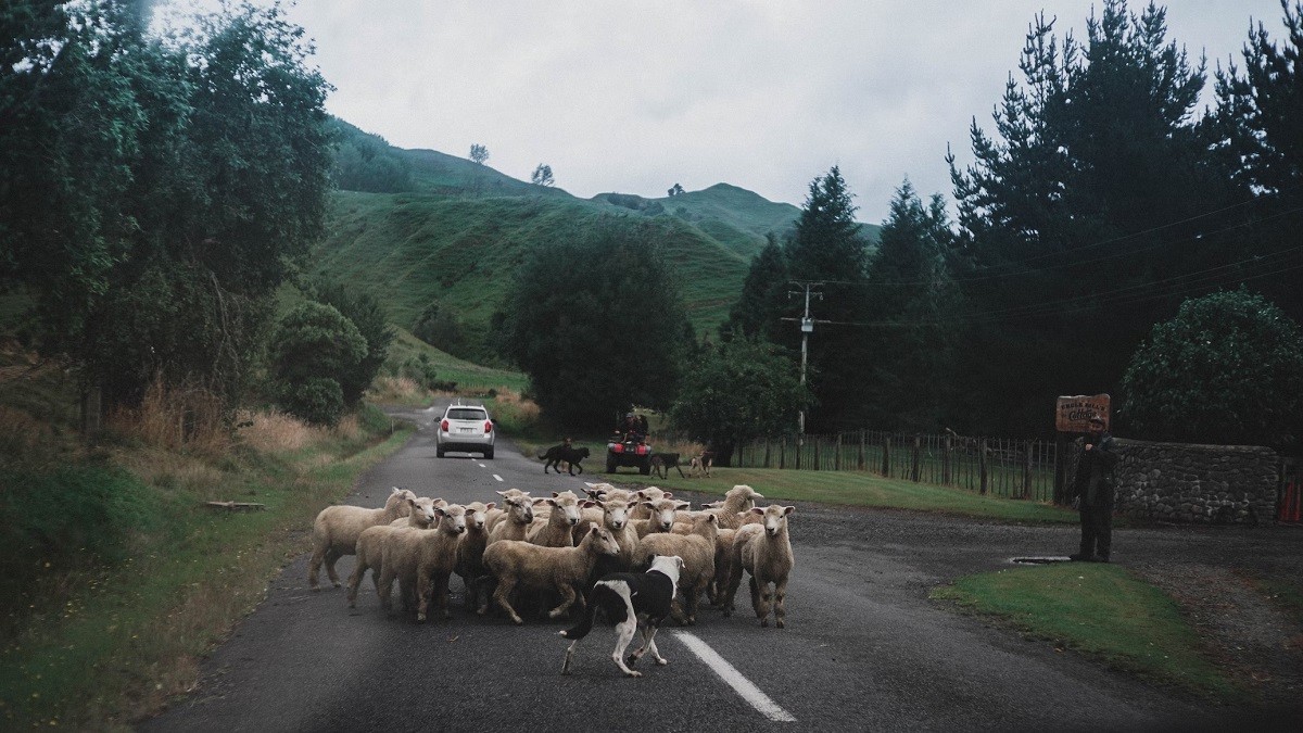 shepherd dog