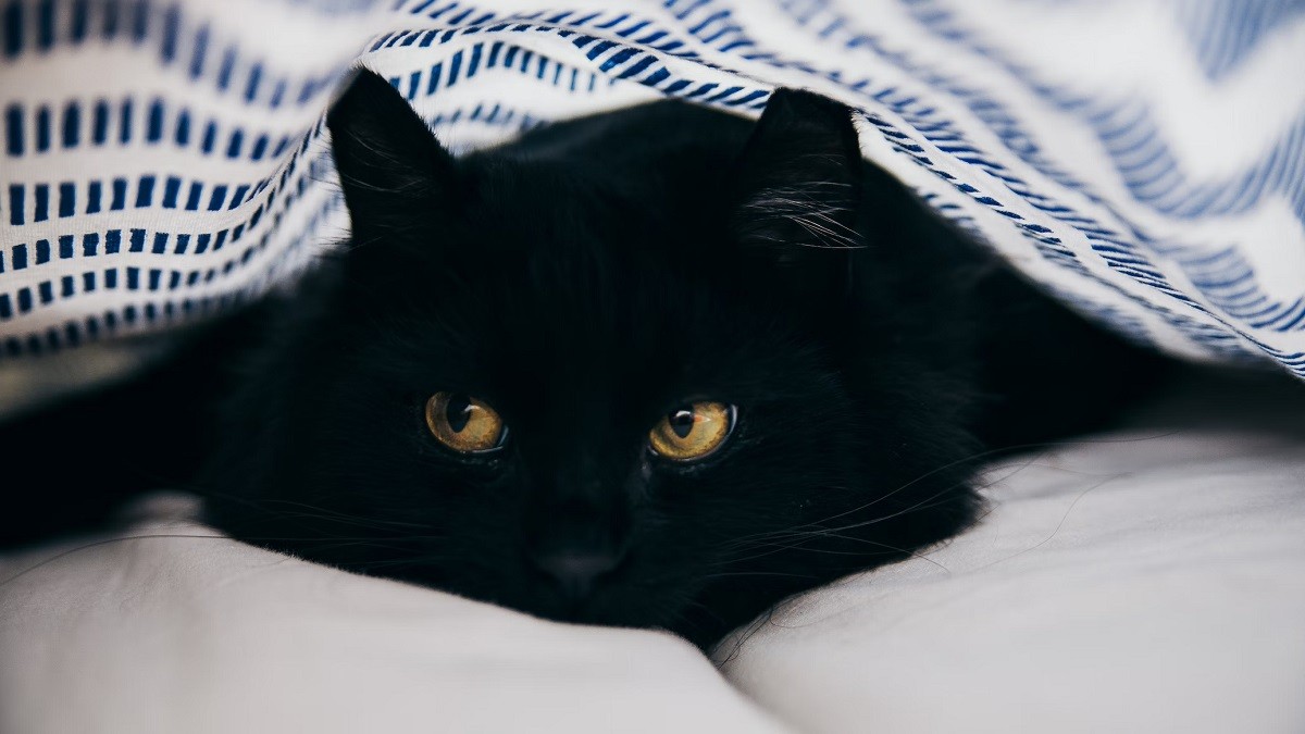 stealthy sneaky cat