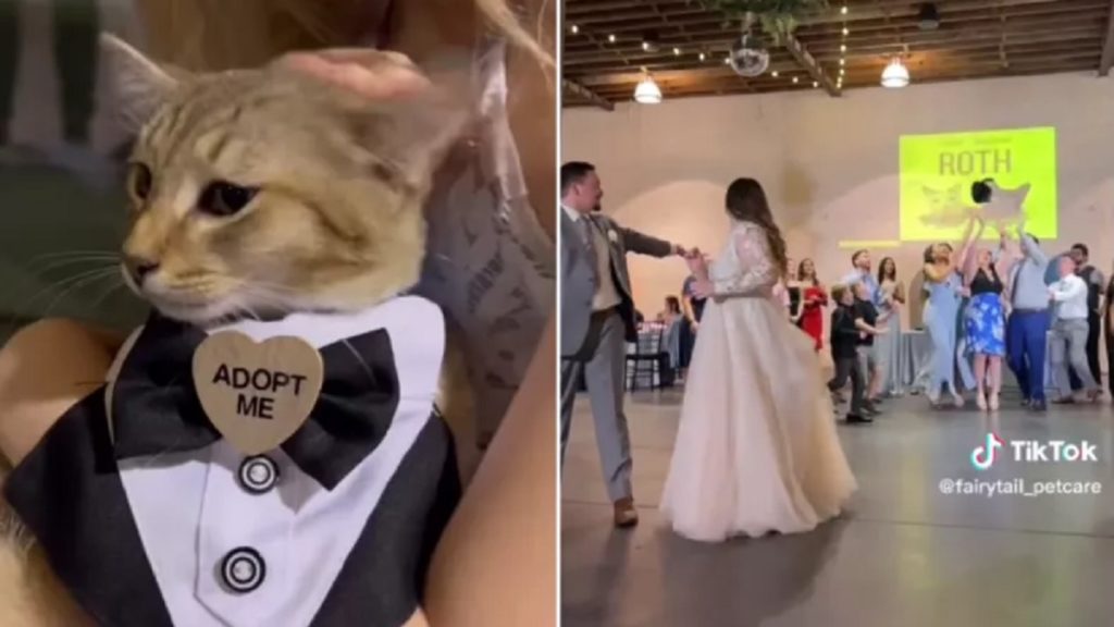 wedding cat toss