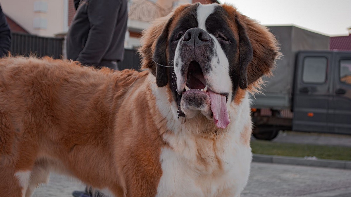 saint bernard van